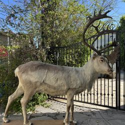 Full Body taxidermy caribou