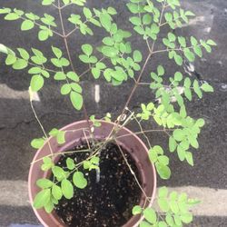 Mornings Plant