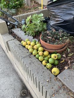 Organic Pink Sweet Guavas For Sale 