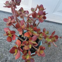 Holiday gifts  lucky red Jade plant bonsai old money tree 幸运发财树 
$39 each or buy 3 get 2 pot free 