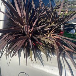 FREE  Cordyline Plants