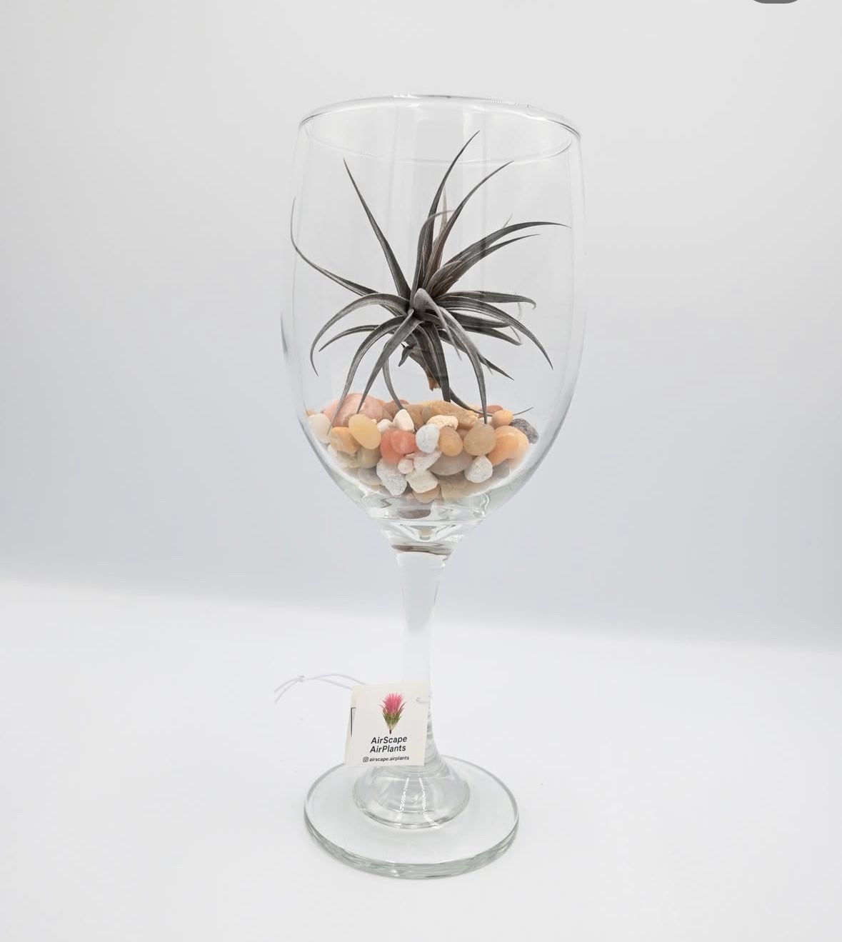 Air Plant