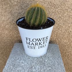 Balloon Cactus In 6 Inch Metal Pot ,lemon Flowers In The Summer,water Thoroughly When Soil Is Dry Only $ 12 SW Area 