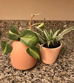 Double earth tone pot/plant special. Price is for both 👩‍👧