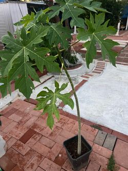 Hawaii papaya