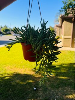 Hanging plant