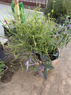 Large Stlck Plant With Jade, Mexican Petunias And More