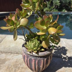 Jade Tree 
