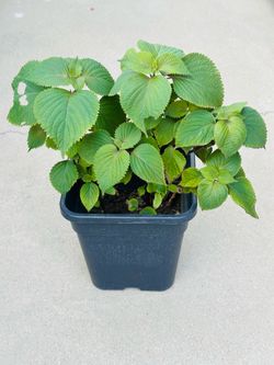 Perilla  plants 🪴