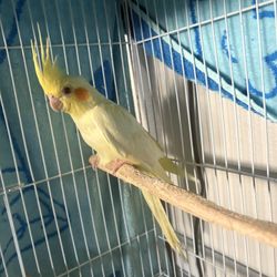 Bird Cage 