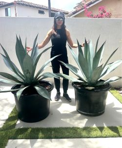 35 Gallon Blue Agave Franzosinii