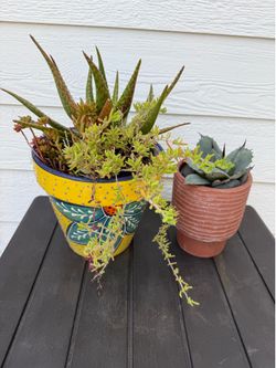 Plants in pottery aloe, iceplant, agave. Hardy