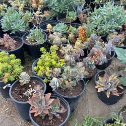 Succulents 