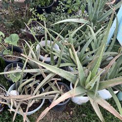 Aloe Vera Elephant Food And Many Other Plants Available For Sale