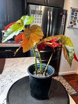 Begonia Angel Wing