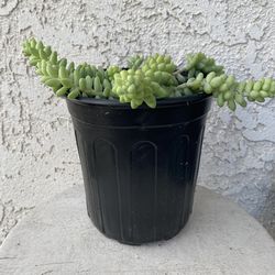 1 Gallon Pot Succulent Plant- Sedum Morganianum - Burrito Donkey's Tail - Rooted & Established - Drought Resistant - 🪴