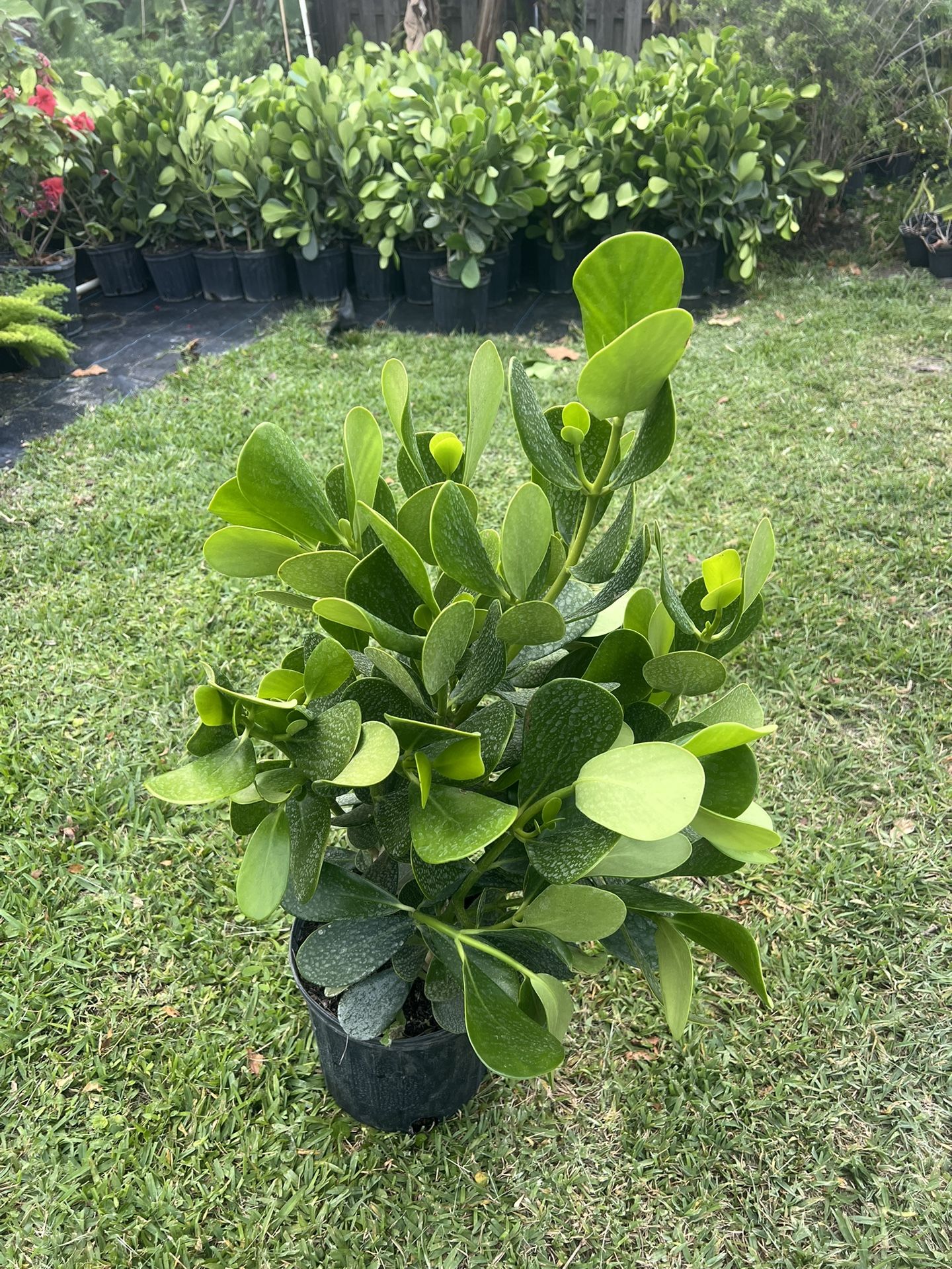CLUSIA PLANT (makes cool hedging for walk or drive way also garden border)