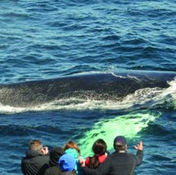 Two Whale Watch Tickets! You Choose The Date And Time! Thumbnail