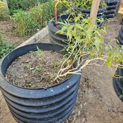 Corrugated Pipe Culvert, Raised Planters