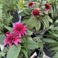 Double Scoop Watermelon Coneflower Plants / Echinacea / Plantas 