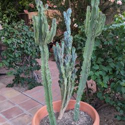 3 Cactus Plants $7. each