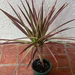 Dracaena Colorama Houseplant 