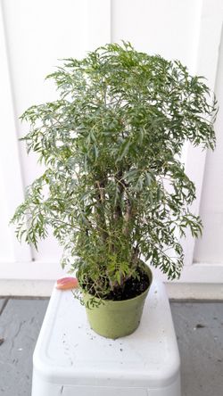 Aralia Ming Stump Plant 6" Pot - Indoor House Plants 