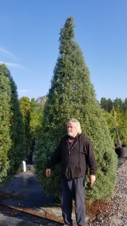 Cedar Trees