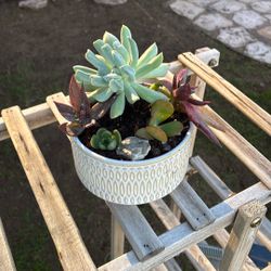 Potted Succulent 