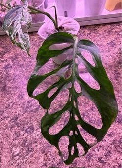 Monstera Adansonii Mottled mint