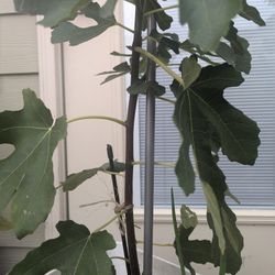 Tree Organic Fig
