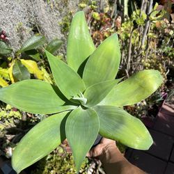 Foxtail Agave Succulent Plant