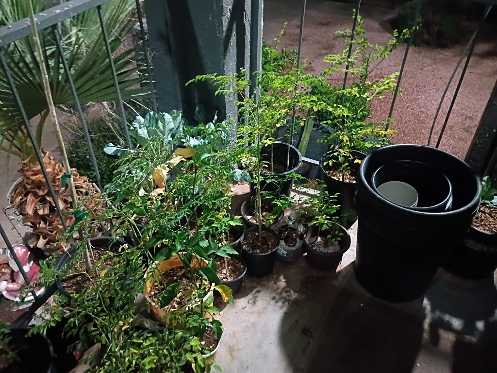 5 Gallon Morignas For Sale