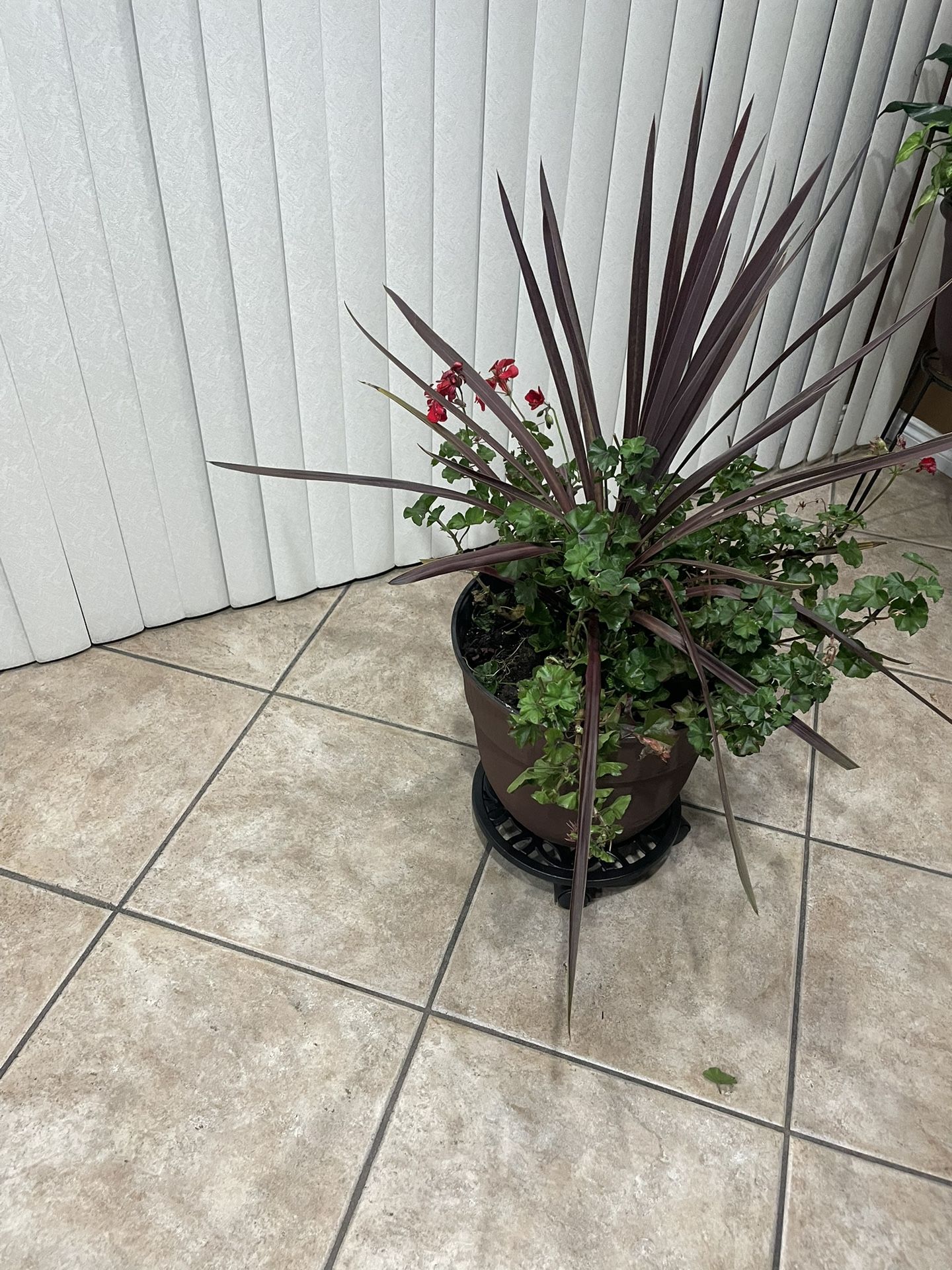 Plant with the base only the base was $19 from Lowe’s