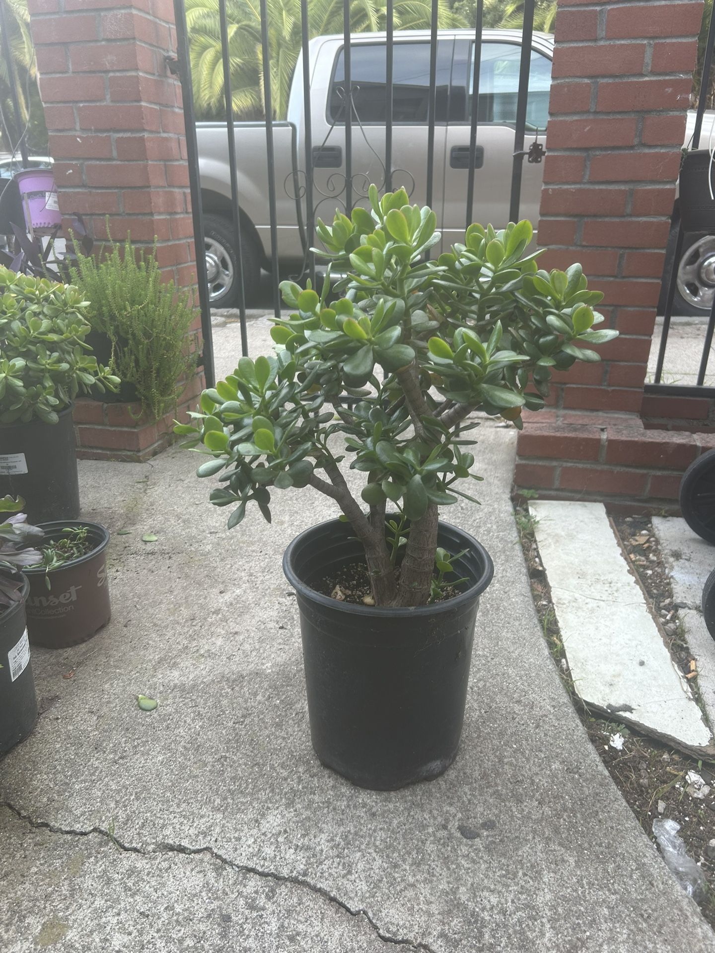 Jade Plant 