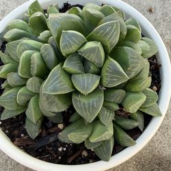 8 for each   Pick Up Only 