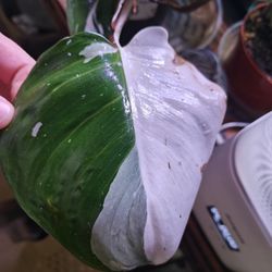 Philodendron White Knight 