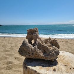 RARE worm fossil rock coral california