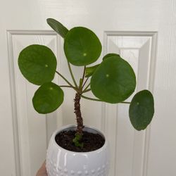 Beautiful Pilea Plant With Pot