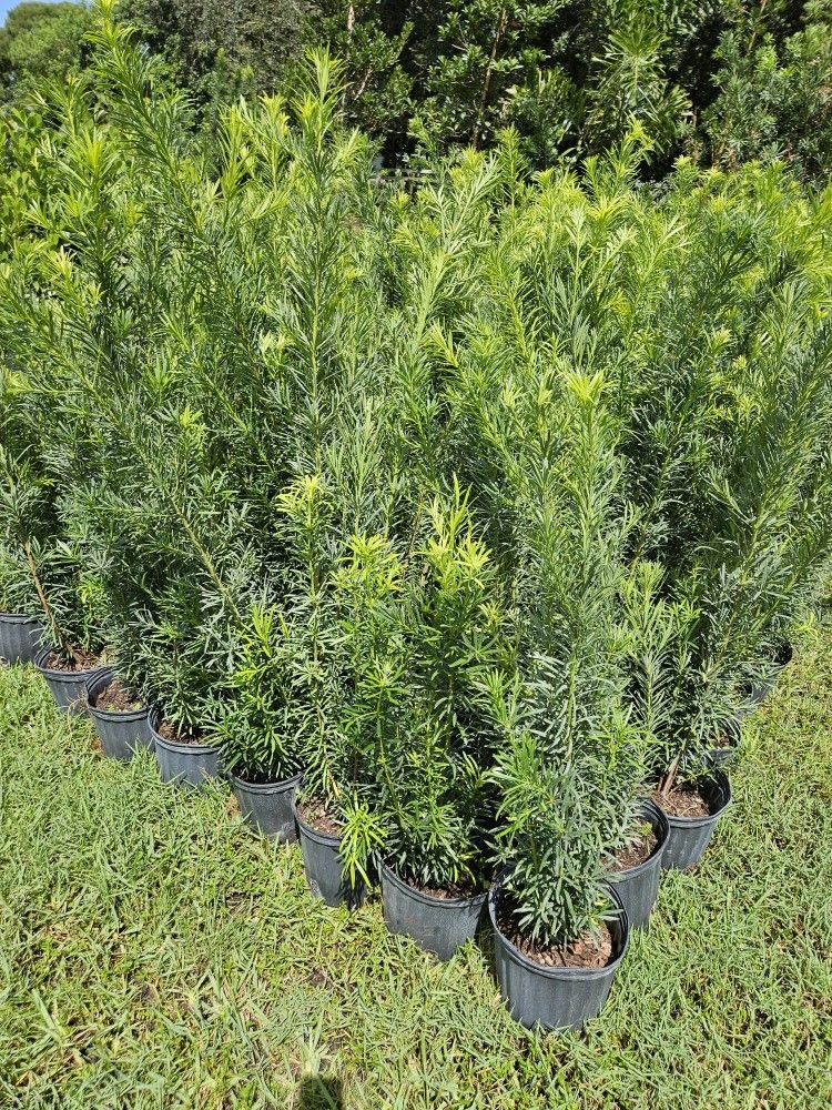 podocarpus 4 feet tall Instant Privacy Hedge for fence