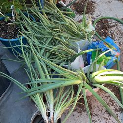 Aloe Vera Plants