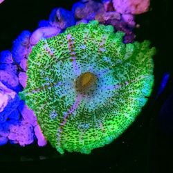 Watermelon Umbrella Mushroom 