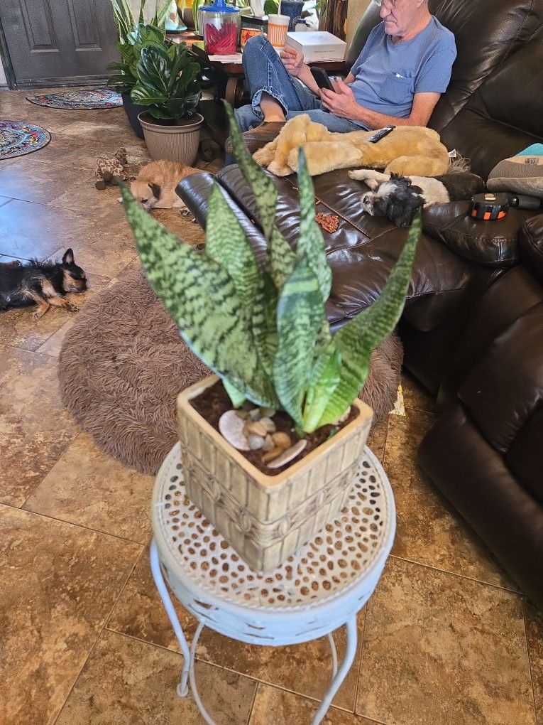 Lovely 1ft4in Tall Sansevieria Snake Plant In Ceramic Pot With Shells And Polished Stones