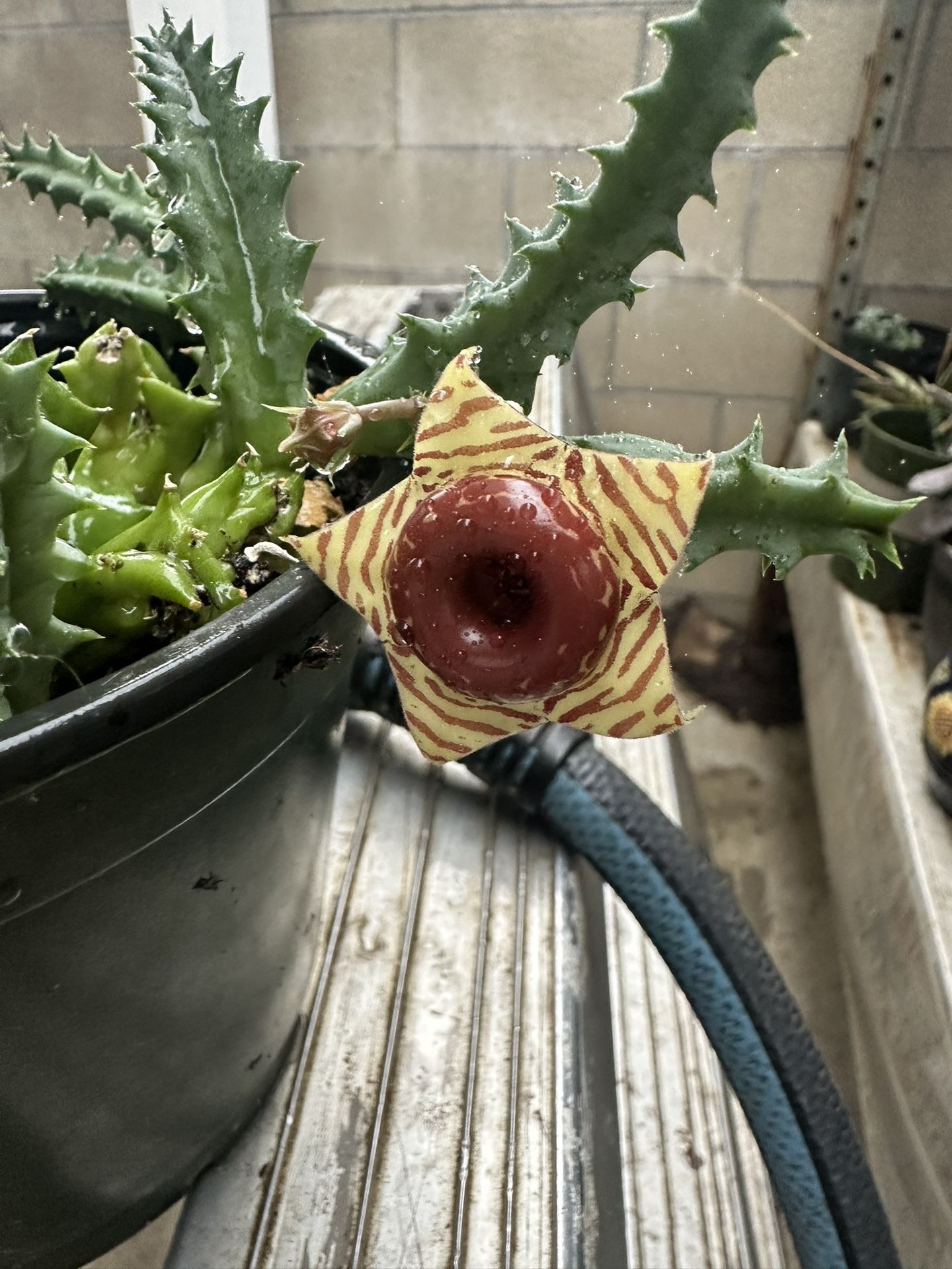Stapelia