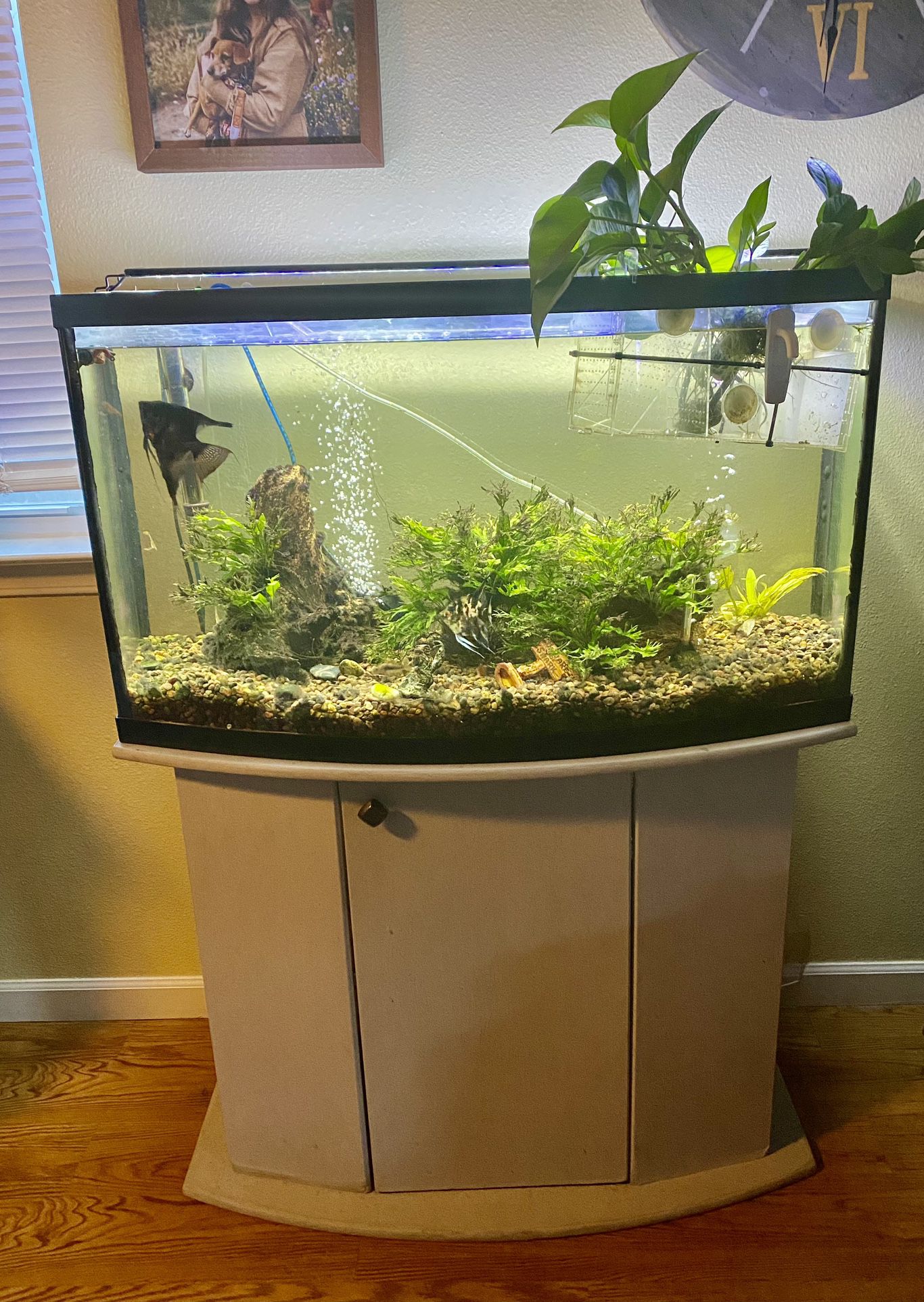 Freshwater Fish Tank And Stand