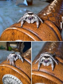 Regal Jumping spider sooo cute portion cups