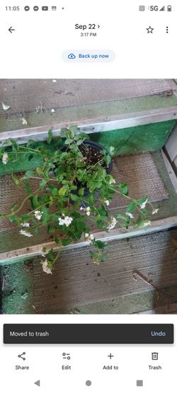 Lantana blanca 1galon