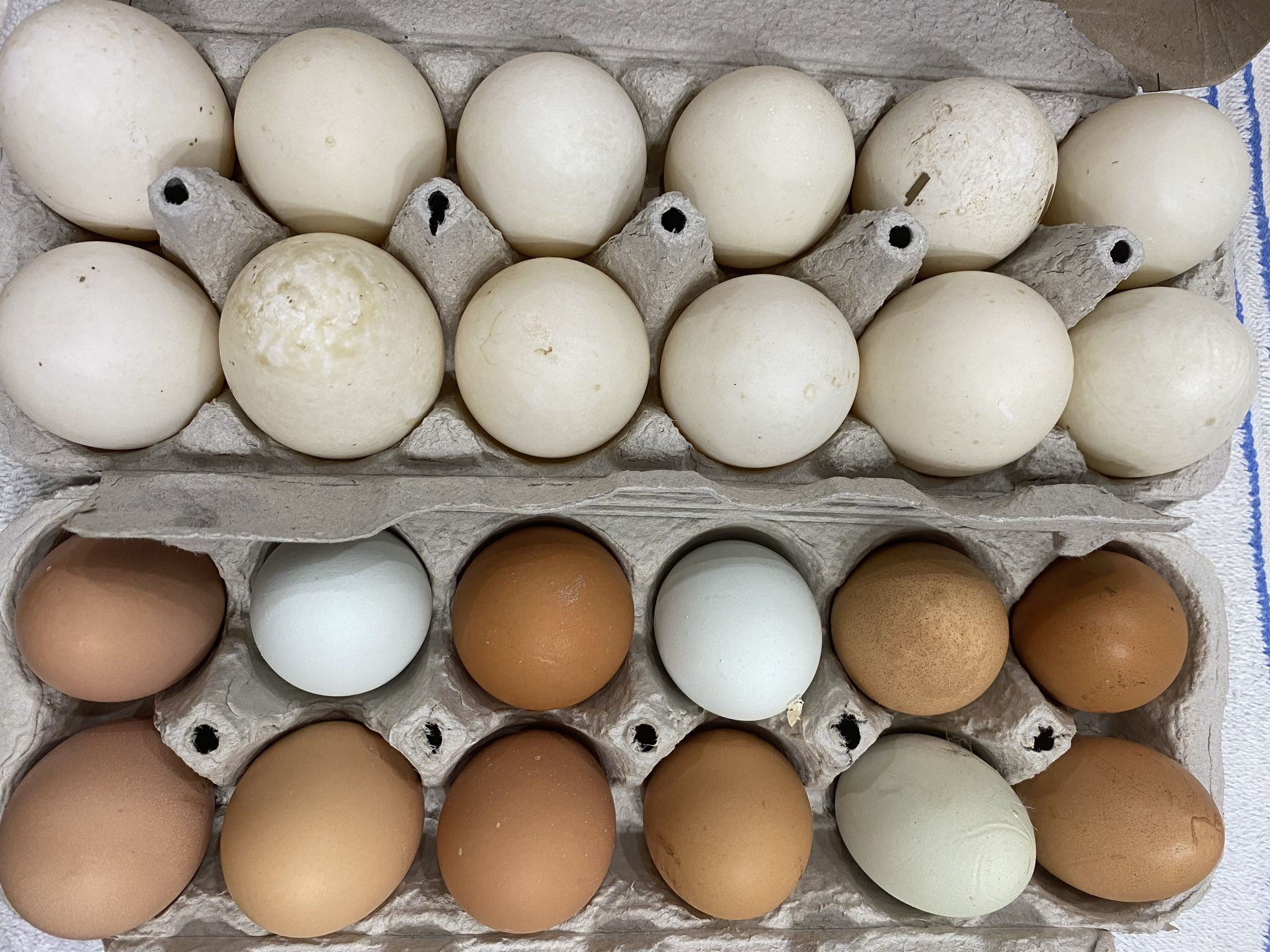 Pasture Raised Duck eggs