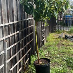 Hass Avocado 