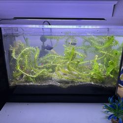 Fluval Fish Tank